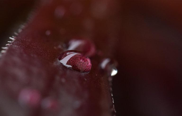 black aeonium waterdrops 2.jpg