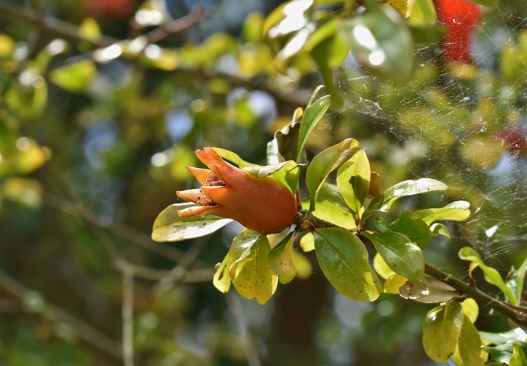 pomegranate flowers 9.jpg