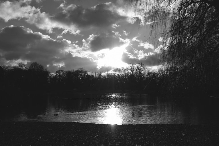 swans pond wro bw 2.jpg