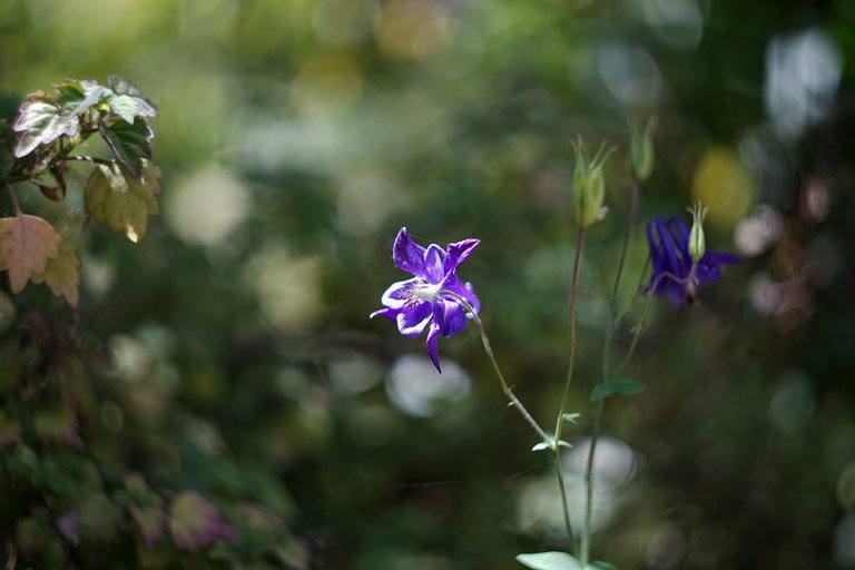 Quinta da Regaleria flowers bokeh 4.jpg