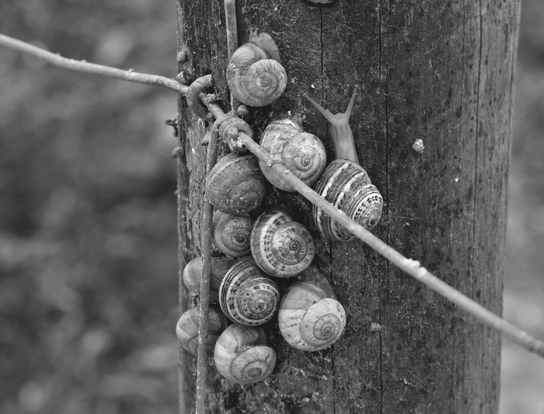 snail shells pole bw 1.jpg