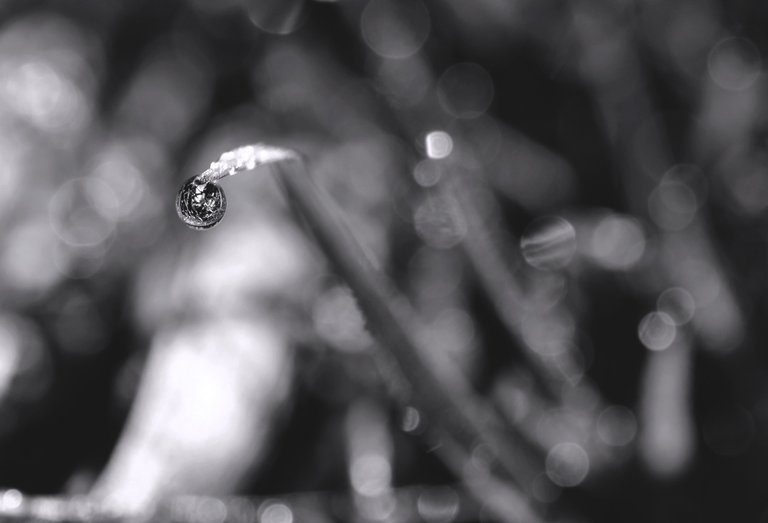 Waterdrops grass bokeh 1.jpg