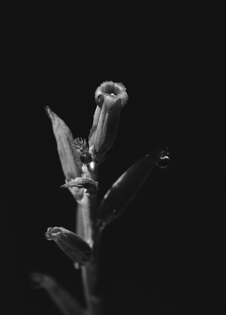 Adromischus festivus flowers bw 2.jpg