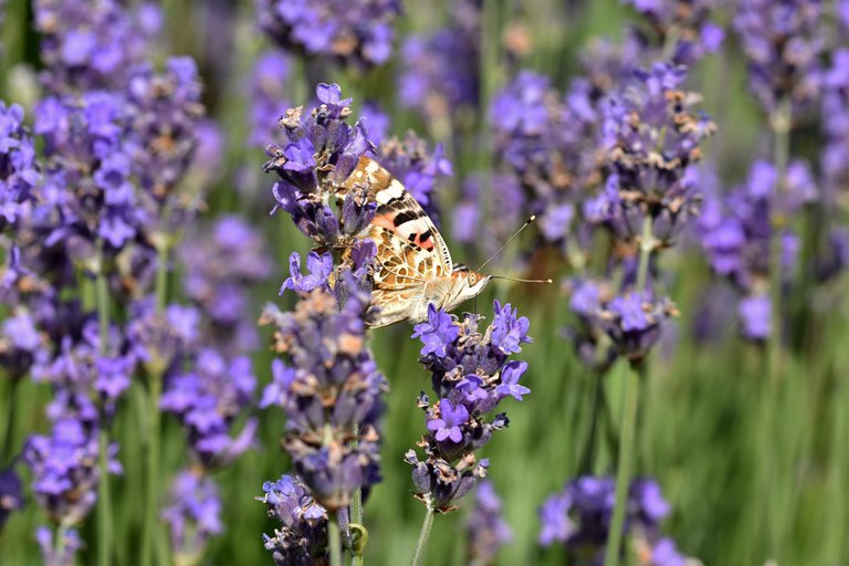 painted lady lavender garden.jpg