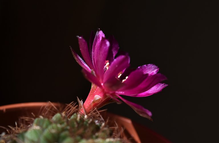 Sulcorebutia frankiana flower 2020 4.jpg
