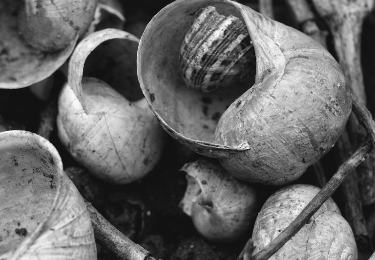 snail shells garden bw 4.jpg