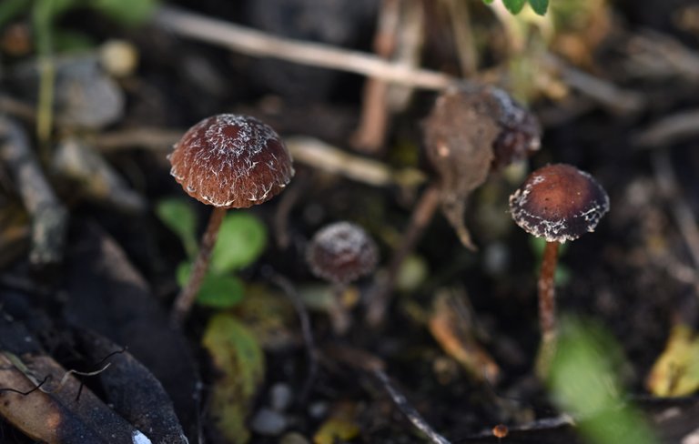 small mushrooms bark chips 4.jpg