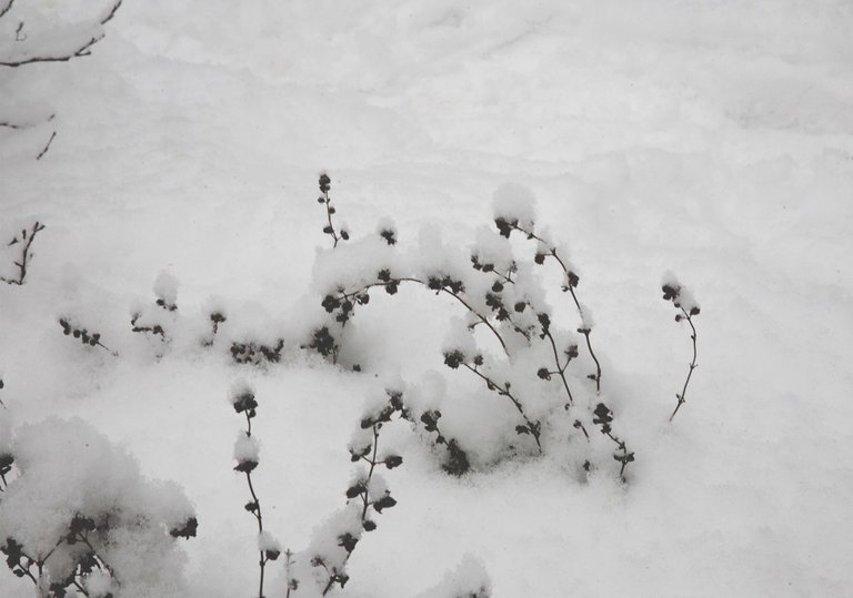 winter snow garden bw 10.jpg