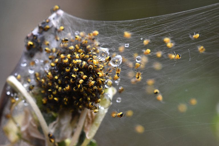 Araneus diadematus yellow baby spiders 1.jpg