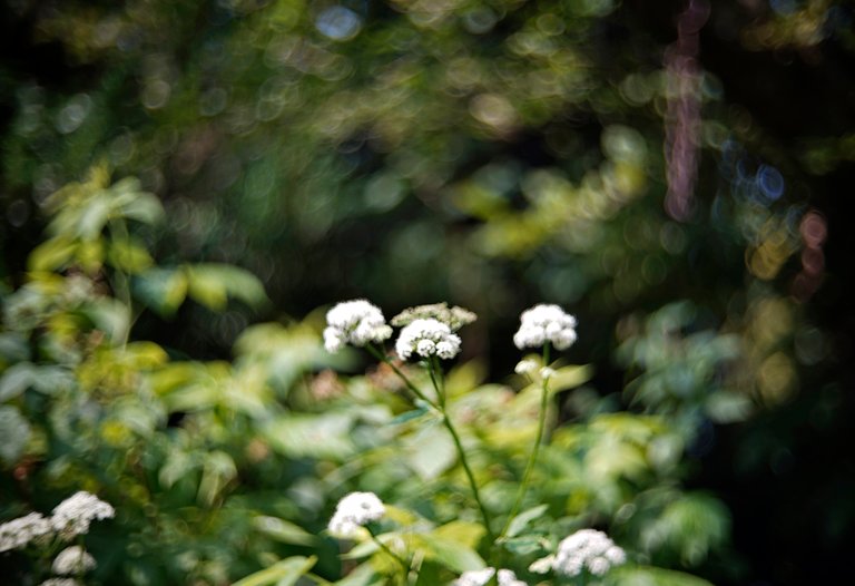 wildflowers garden bokeh.jpg