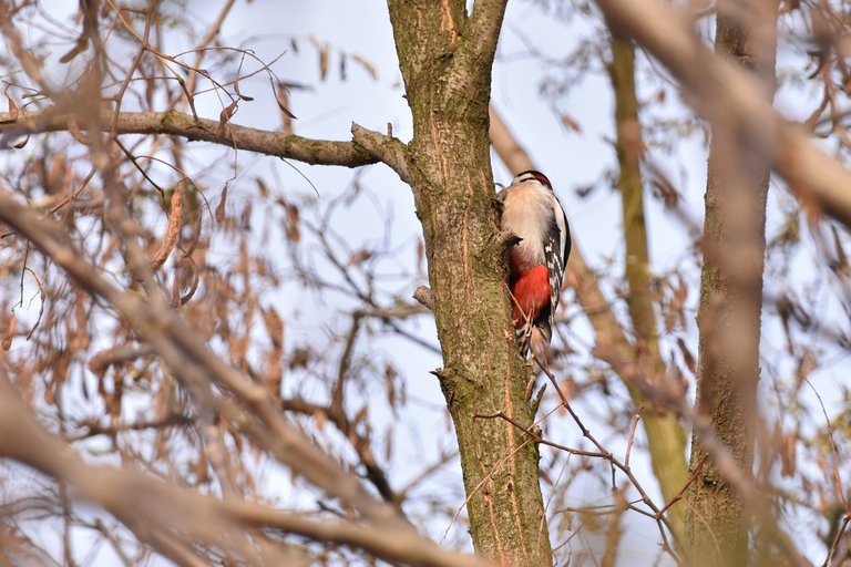 Great Spotted Woodpecker 5.jpg