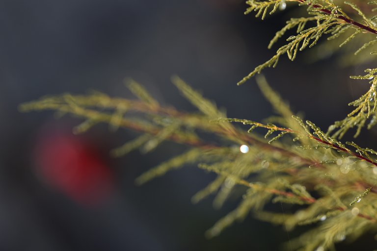 waterdrops bush bokeh 1.jpg