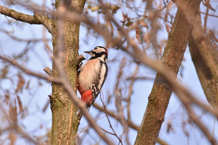 Great Spotted Woodpecker 2.jpg