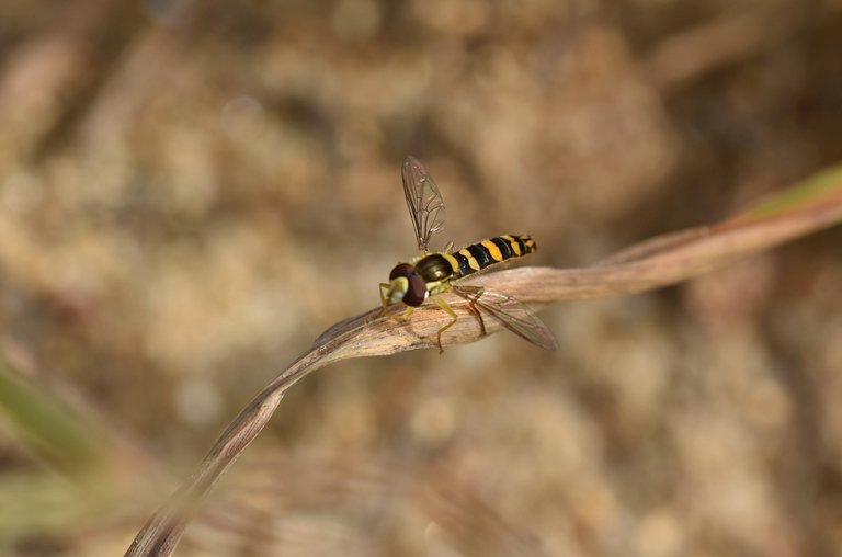 hoverfly drygrass macro 3.jpg