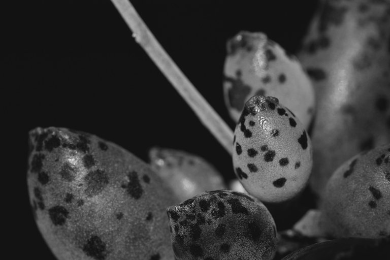 Adromischus festivus leaf bw.jpg