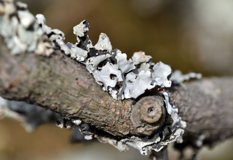 grey lichen twig 3.jpg
