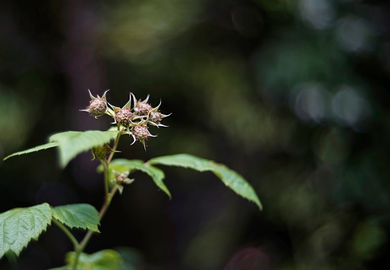 Raspberries garden bokeh 1.jpg