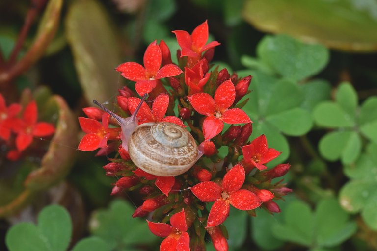 Snail Kalanchoe flowers 6.jpg