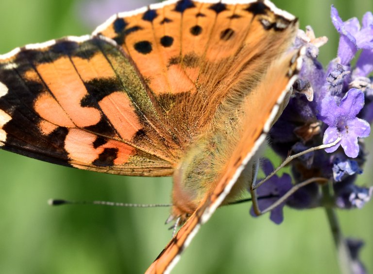 Painted Lady butterfly lavender 7.jpg