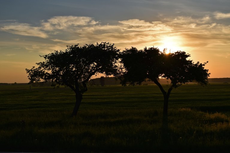 sunset tory trees 2.jpg