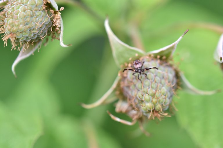 Coreus marginatus raspberry bug  8.jpg