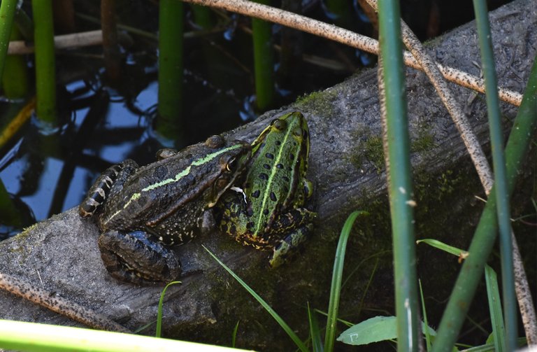 Frogs park pond 5.jpg