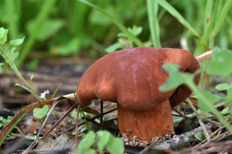 mushrooms fat brown 6.jpg