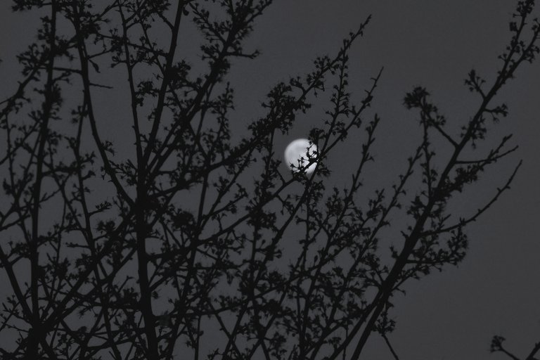 moon branches bw 2.jpg