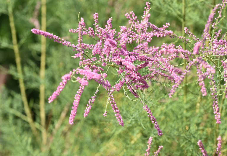 Tamarisk pink flower.jpg