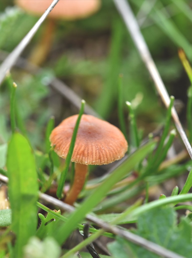 small mushroms grass .jpg