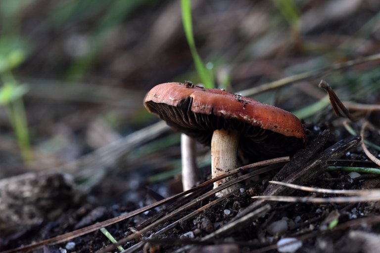 mushrooms no id park 8.jpg