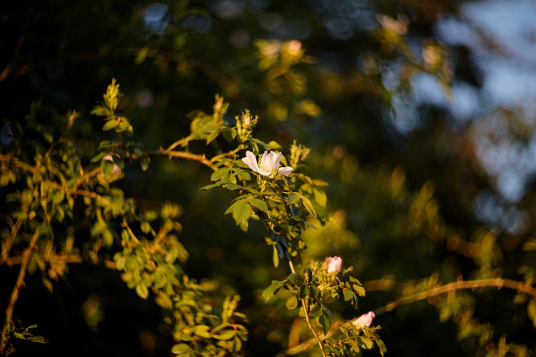 Wild rose helios bokeh pl.jpg