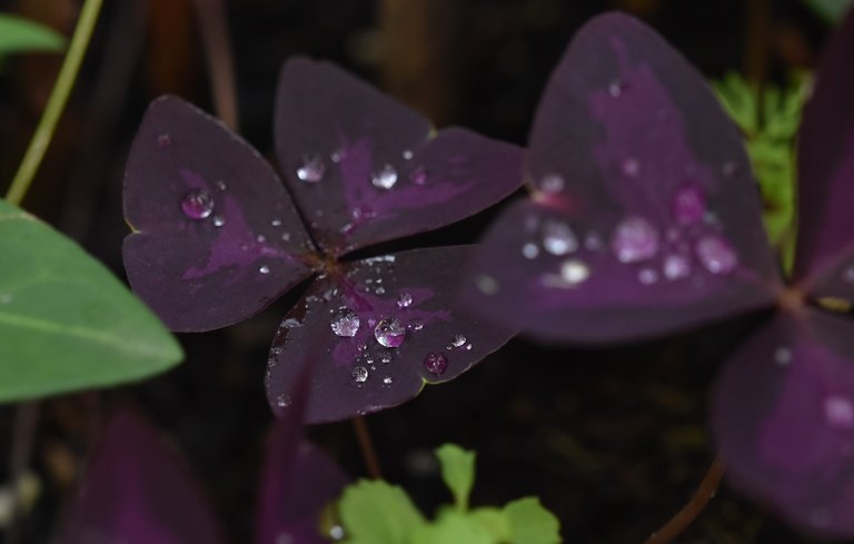 Oxalis triangularis leaf waterdrops 2.jpg