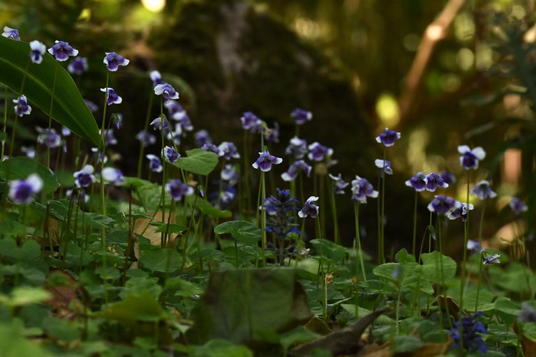 Viola hederacea violet 8.jpg