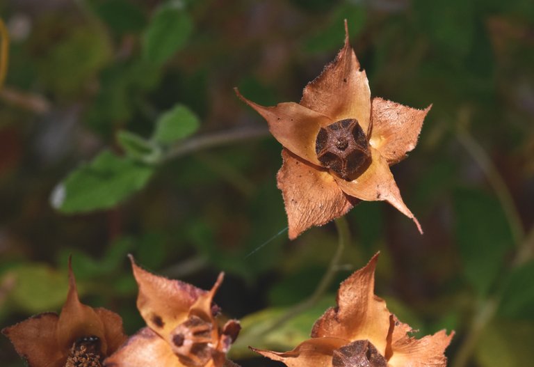 Cistus drystuff pods 4.jpg