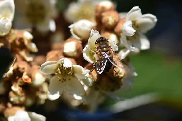 bee loquat flowers 4.jpg