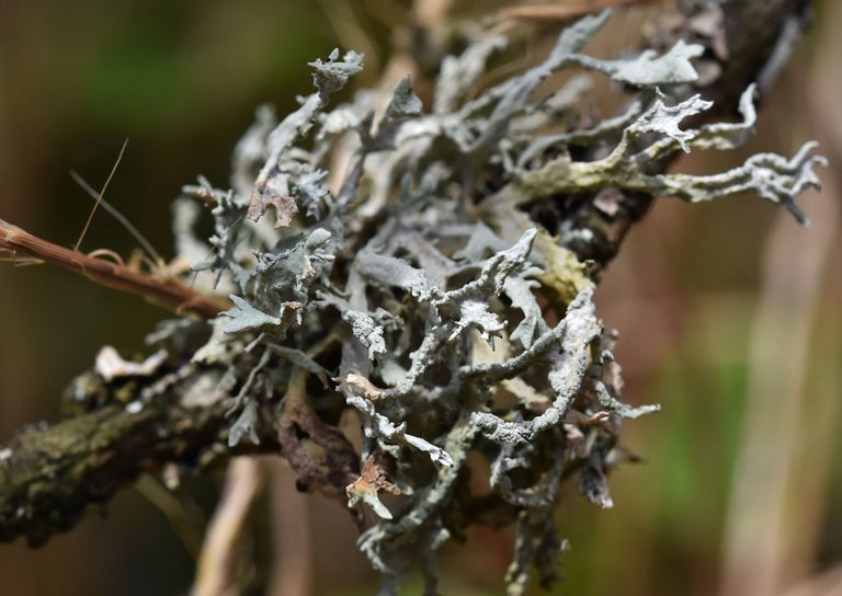 grey lichen twig 1.jpg