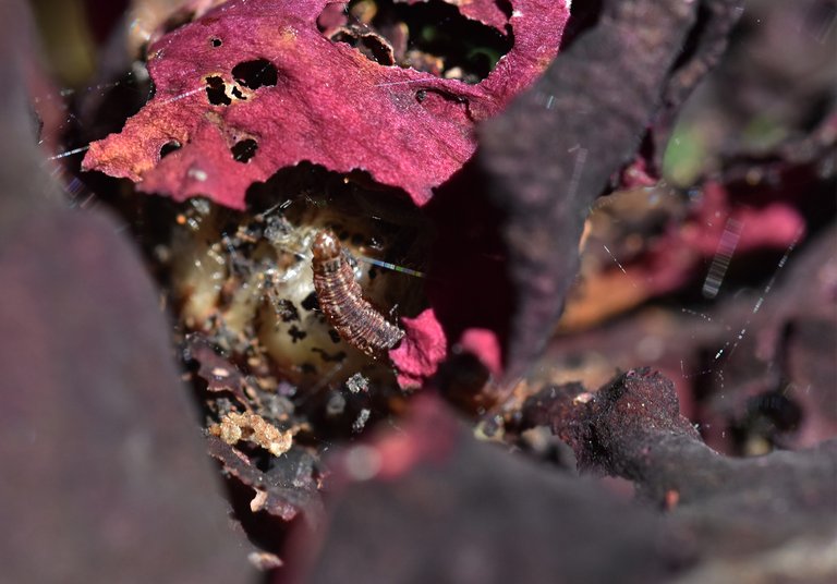 Rose Budworms damage 1.jpg