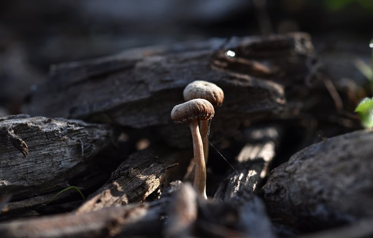 small mushrooms bark chips 1.jpg