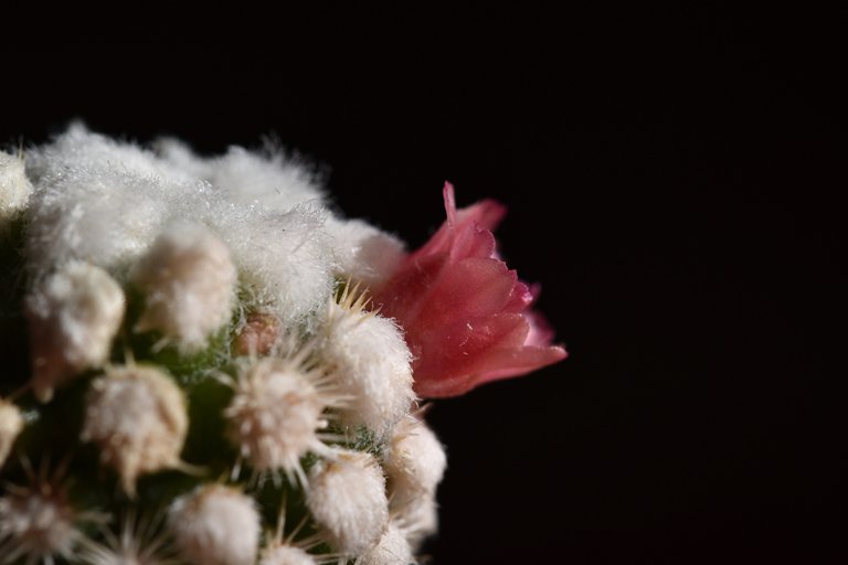 Mammillaria Gracilis Snowcap flower 5.jpg