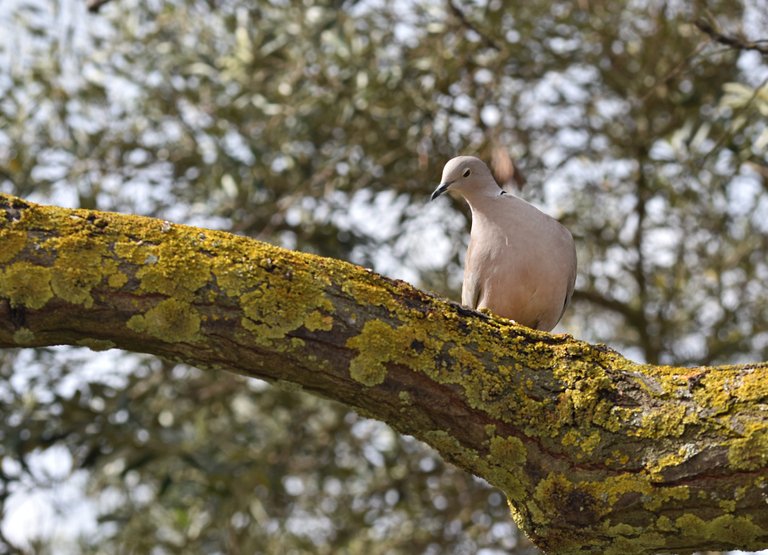 collared dove tree 4.jpg