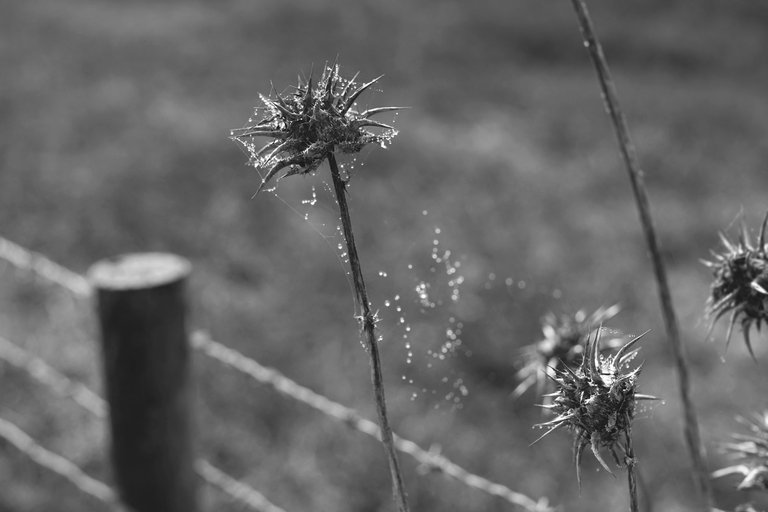 thistle drystuff bw 2.jpg