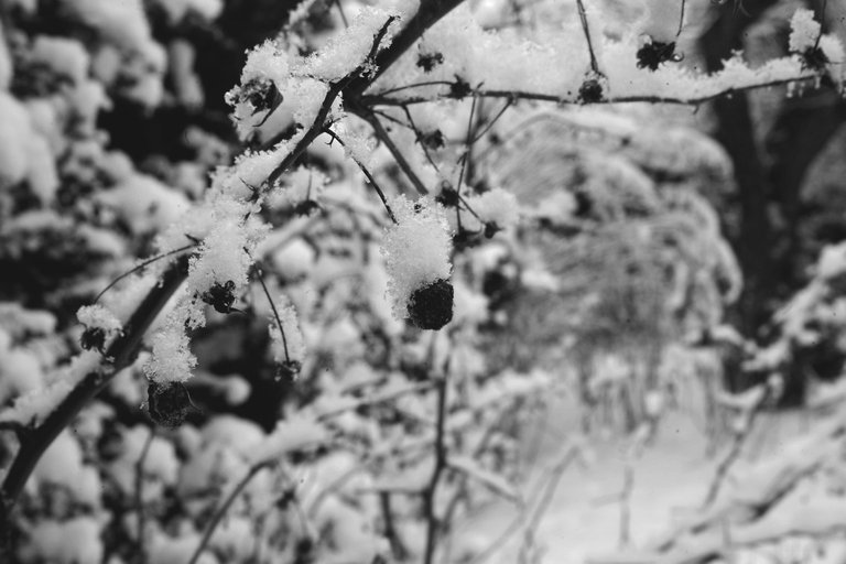 winter snow garden bw 3.jpg