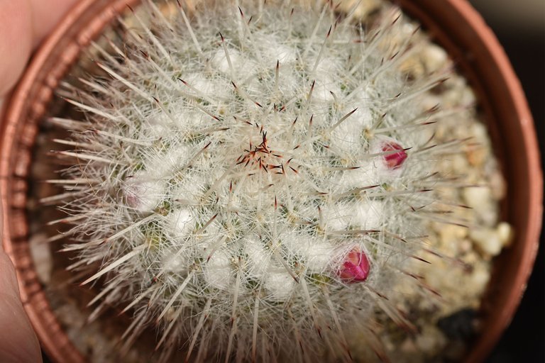 mammilaria no id buds 1.jpg