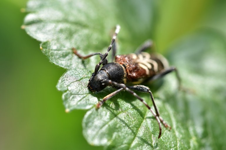 Longhorn beetle garden 3.jpg