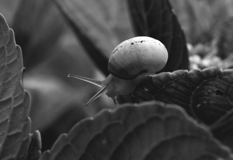 snail hydrangea bw 3.jpg