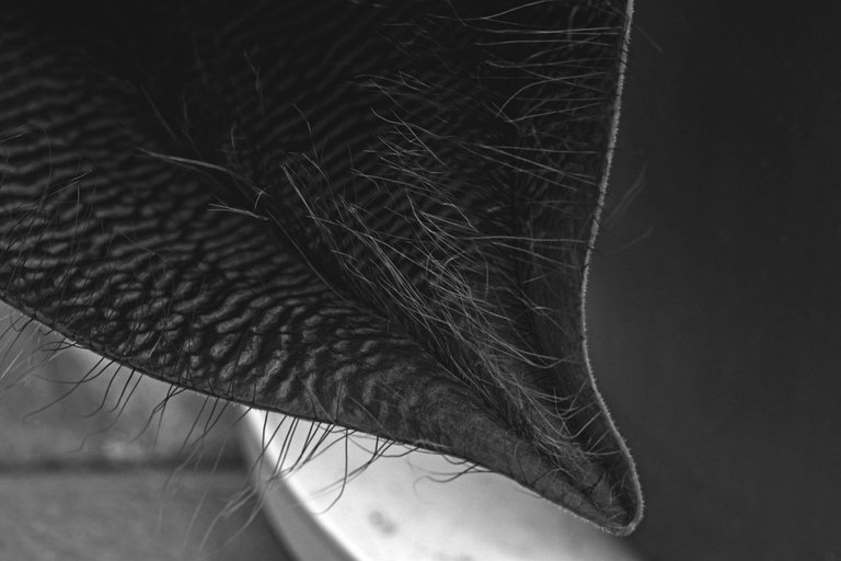 Stapelia Gigantea flower bw 3.jpg