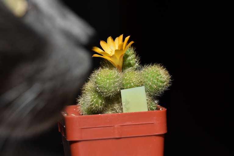 Suzi Rebutia 1.jpg