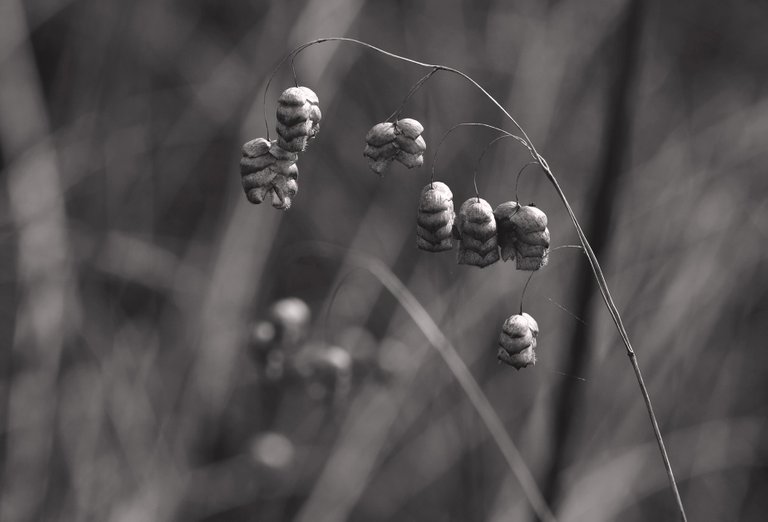 drystuff seeds bw 5.jpg