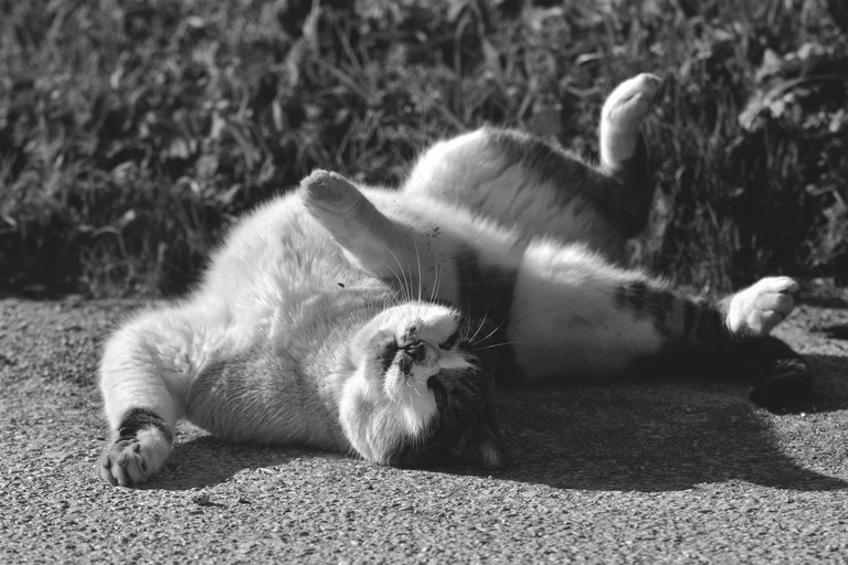 kitty sunshinekitty sunshine 7 bw.jpg